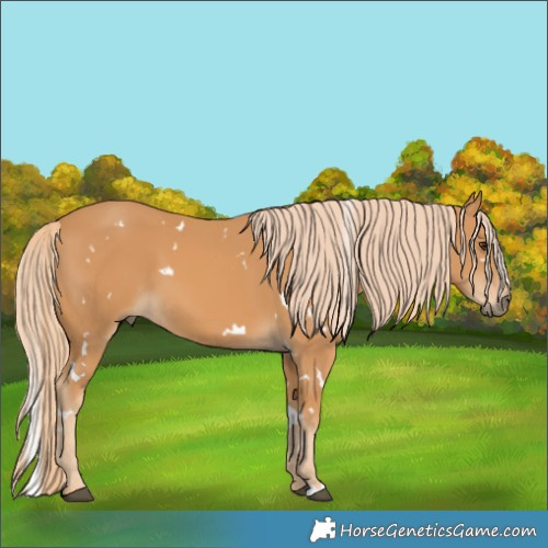 Horse Color:White Spotted Chestnut 