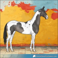 Horse Color:Black Tobiano 