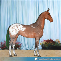 Horse Color:Painted White Spotted Bay Blanket 
