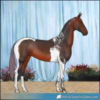 Horse Color:Painted Bay Tobiano 