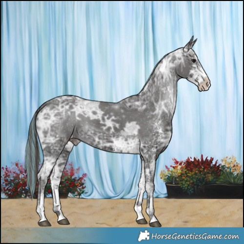 Horse Color:Painted White Spotted Smoky Black Ice Appaloosa 
