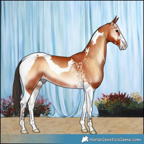 Horse Color:Bay Onyx Sabino Tobiano Rabicano 