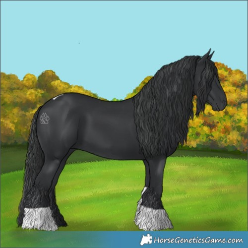 Horse Color:Black Tobiano