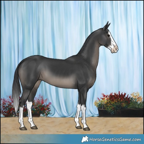 Horse Color:Black Splash 