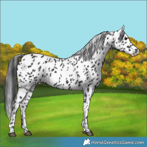 Horse Color:Black Leopard