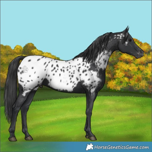 Horse Color:Black Appaloosa 
