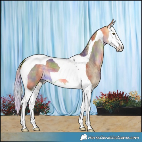 Horse Color:Nacre Silver Buckskin Dun Splash Tobiano 