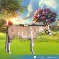 Horse Color:Bay Dun Sabino Splash 