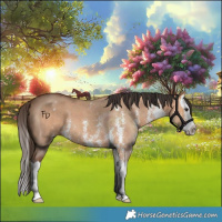Horse Color:Bay Dun Sabino Splash 