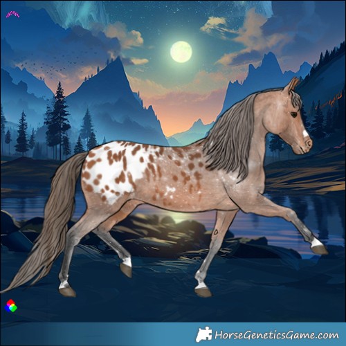 Horse Color:Bay Appaloosa 