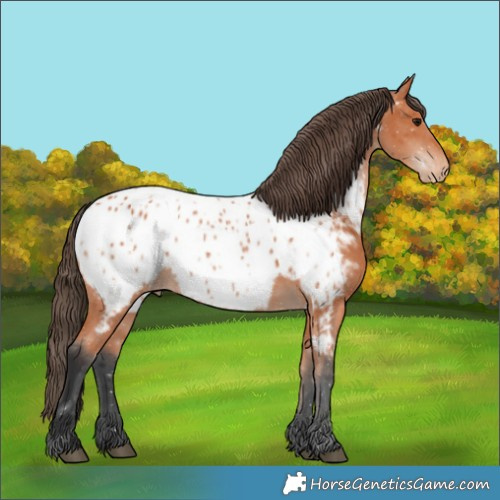 Horse Color:Bay Appaloosa 