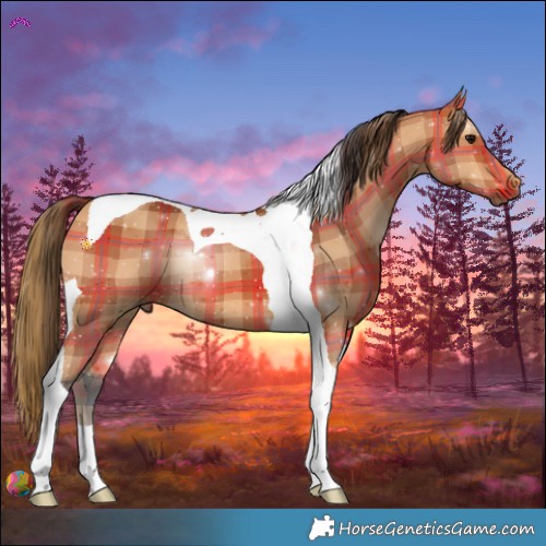 Horse Color:Plaid Bay Tobiano
