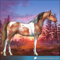Horse Color:Plaid  Bay Tobiano 