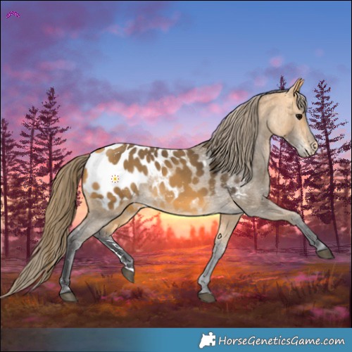 Horse Color:Buckskin Blanket 