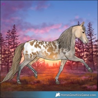 Horse Color:Buckskin Appaloosa