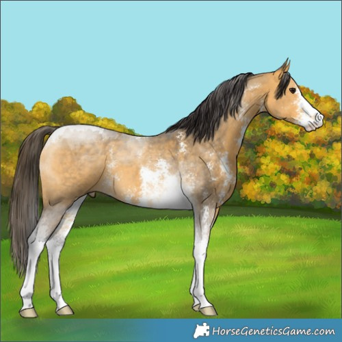 Horse Color:Buckskin Sabino Tobiano 