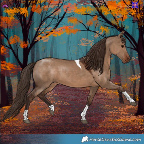 Horse Color:Liver Red Dun Tobiano 
