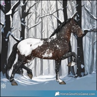 Horse Color:Brown Appaloosa 
