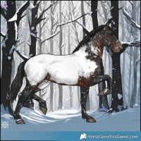 Horse Color:Brown Appaloosa