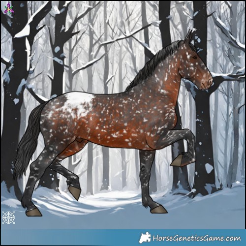Horse Color:Brown Appaloosa