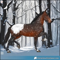 Horse Color:Brown Appaloosa 