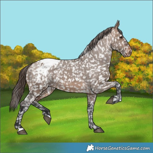 Horse Color:Brown Dun Appaloosa 