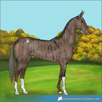 Horse Color:Liver Red Dun Mushroom Appaloosa Brindle 