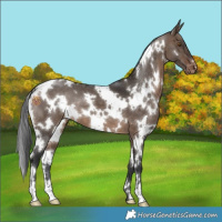 Horse Color:White Spotted Brown Dun Appaloosa 