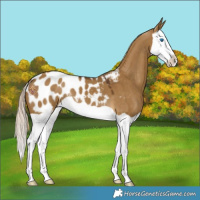 Horse Color:Chocolate Palomino Dun Splash Appaloosa