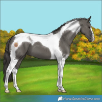Horse Color:Grullo Tobiano Appaloosa