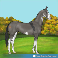Horse Color:White Spotted Grullo Appaloosa