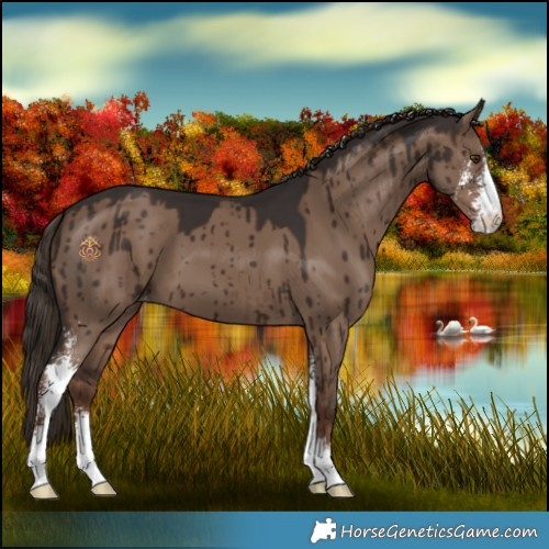 Horse Color:Liver Red Dun Sabino Appaloosa Brindle 