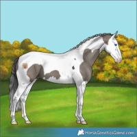 Horse Color:Grullo Splash Tobiano Appaloosa