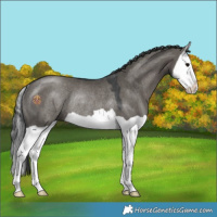 Horse Color:Grullo Splash Rabicano