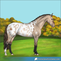Horse Color:Bay Dun Appaloosa Rabicano