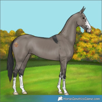 Horse Color:Grullo Mushroom 