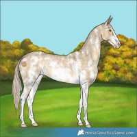 Horse Color:Chocolate Palomino Dun Mushroom Sabino Appaloosa 