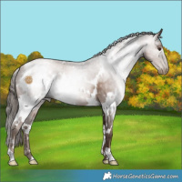 Horse Color:Gray White Spotted Black Pearl