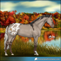 Horse Color:Liver Red Dun Mushroom Appaloosa