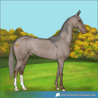 Horse Color:Liver Red Dun Mushroom Varnish