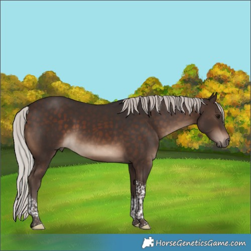 Horse Color:Silver Brown Tobiano 