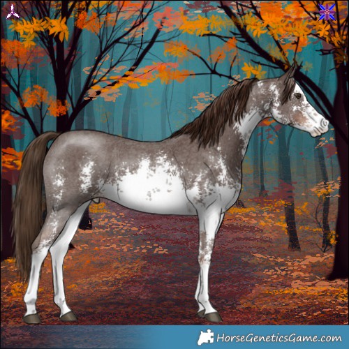 Horse Color:White Spotted Liver Chestnut Sabino 