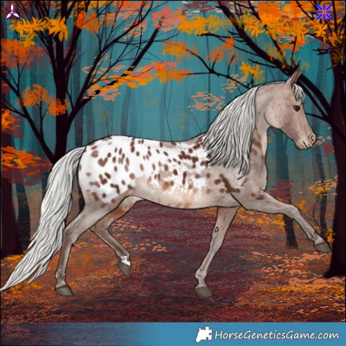 Horse Color:Silver Brown Blanket Rabicano 