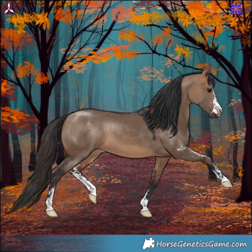 Horse Color:Bay Dun Sabino 