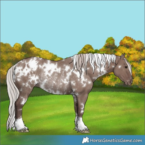 Horse Color:White Spotted Chocolate Silver Grullo Blanket Rabicano 