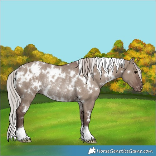 Horse Color:White Spotted Chocolate Silver Grullo Appaloosa Rabicano 
