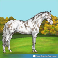 Horse Color:White Spotted Silver Grullo Onyx Near Leopard Brindle