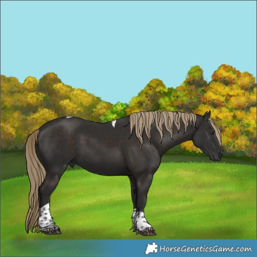 Horse Color:Liver Chestnut Tobiano 