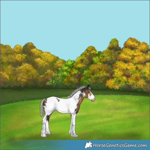 Horse Color:Silver Buckskin Sabino Tobiano Frame Appaloosa 