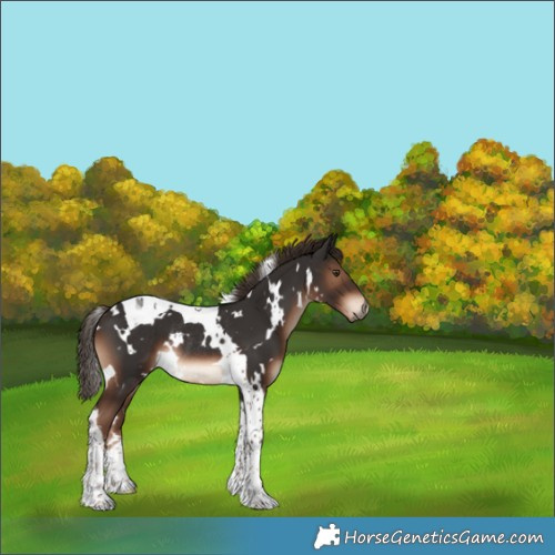 Horse Color:White Spotted Liver Chestnut Tobiano Rabicano 